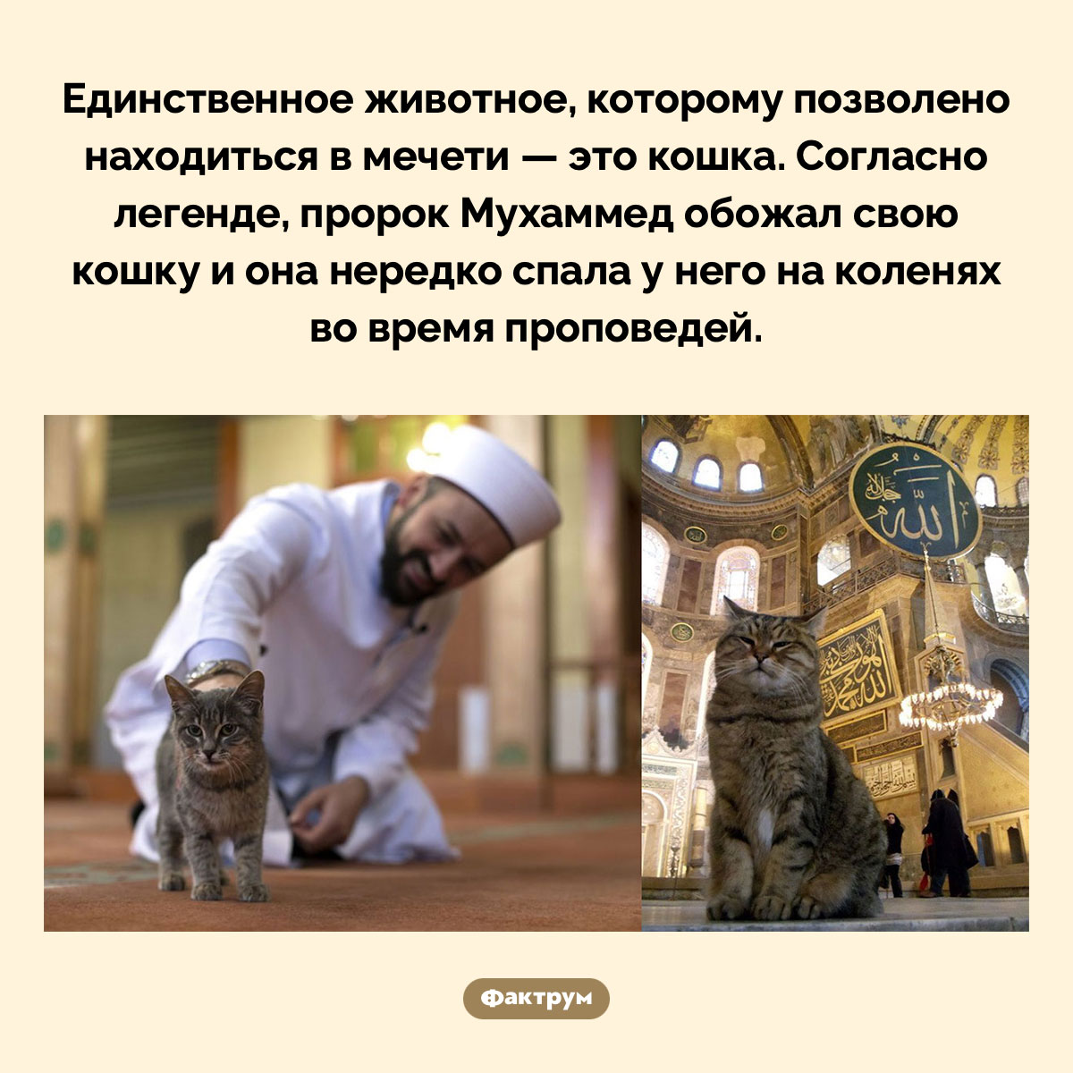 Единственное животное, которому позволено находиться в мечети — это кошка - свежие новости на Toplenta по теме Домашние