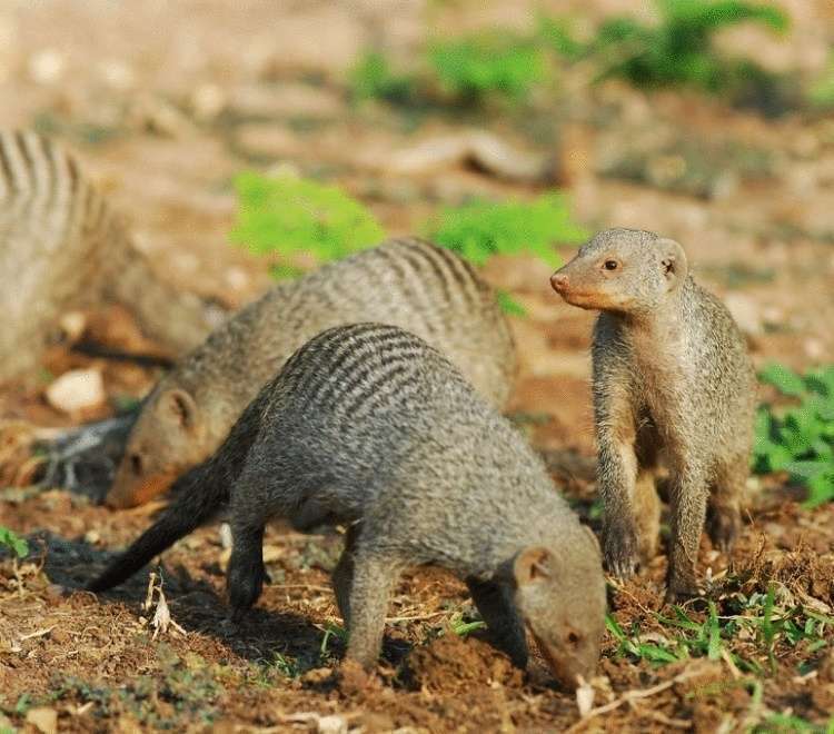 12 очень неожиданных фактов о животных - свежие новости на Toplenta по теме животные