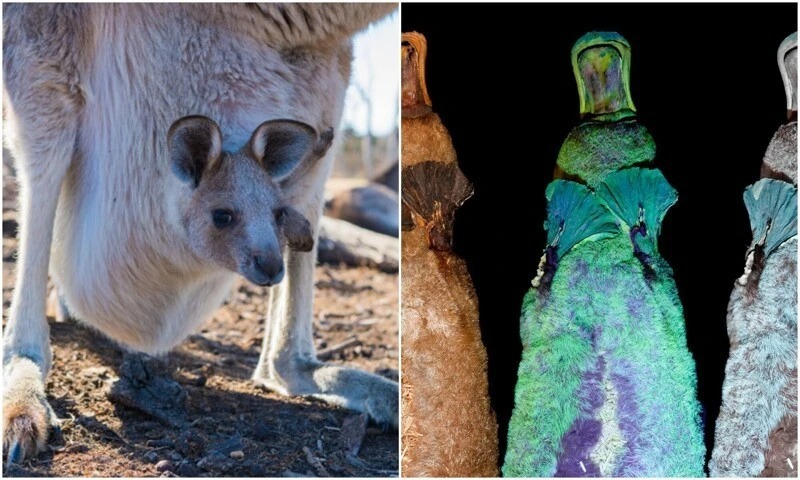 20+ любопытных фактов о братьях наших меньших - похожая новость на Toplenta