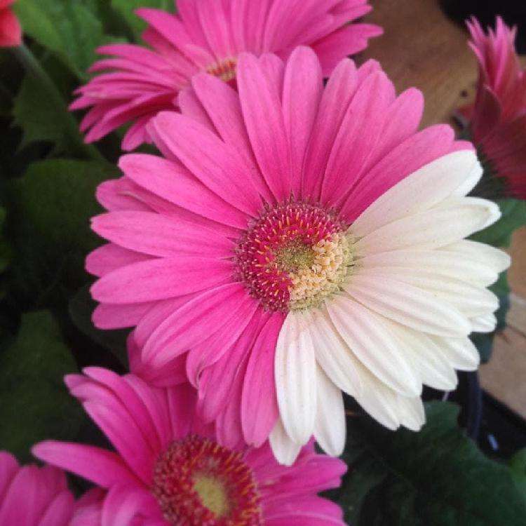 15 редких, но ужасно любопытных объектов и явлений, которые мало кто видел - свежие новости на Toplenta по теме ии