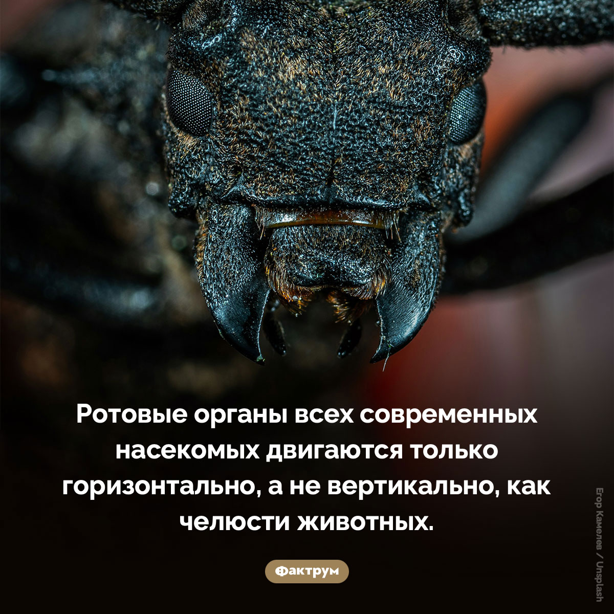 Ротовые органы всех современных насекомых двигаются только горизонтально - свежие новости на Toplenta по теме Факты в картинках