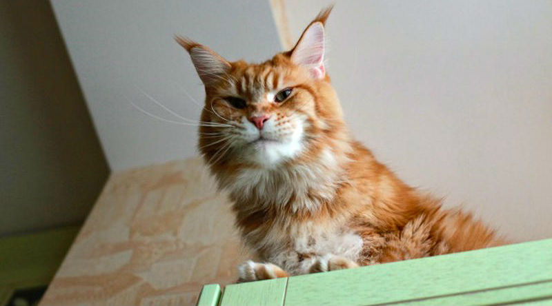 Мегапозитив, веселая история о дрессуре котиков и их хозяев - свежие новости на Toplenta по теме МИР