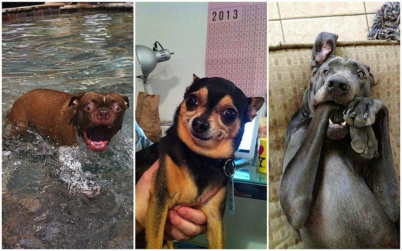 Собаки, которые просто не могут… - свежие новости на Toplenta по теме Аст