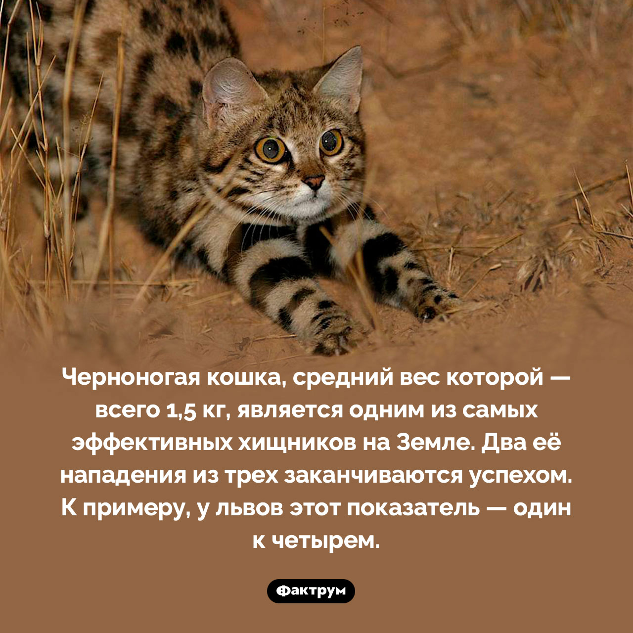 Черноногая кошка — самый эффективный хищник - свежие новости на Toplenta по теме Факты в картинках