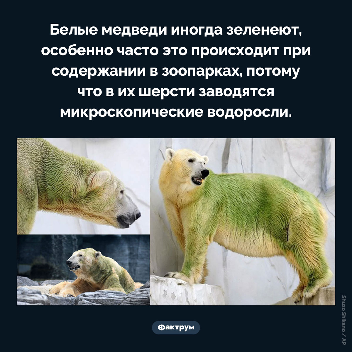 Белые медведи иногда зеленеют - похожая новость на Toplenta
