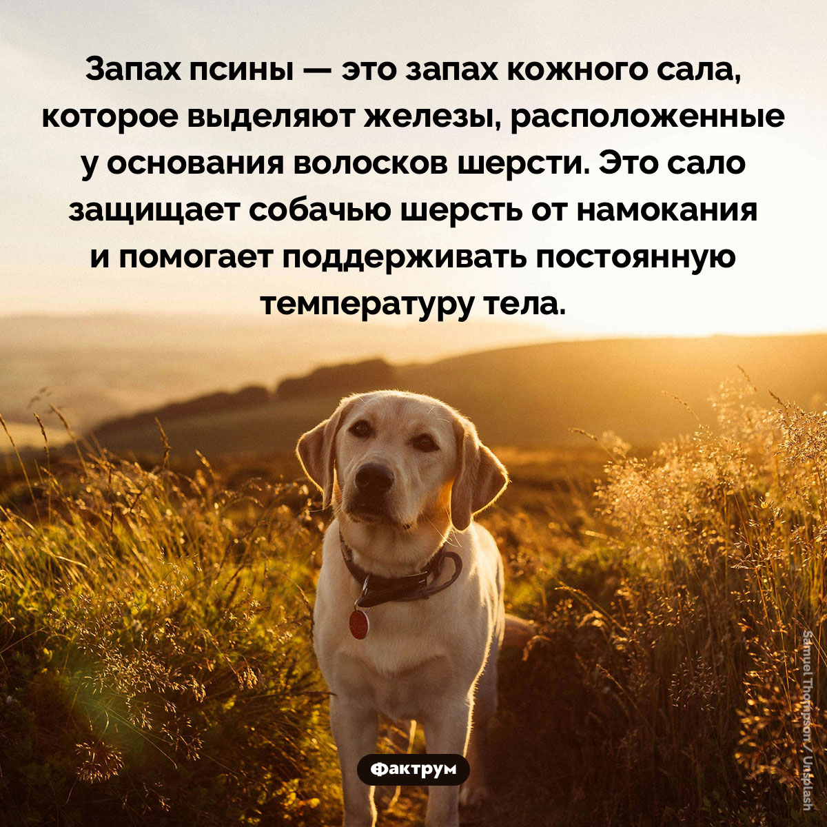 Чем пахнет собака - свежие новости на Toplenta по теме Факты в картинках