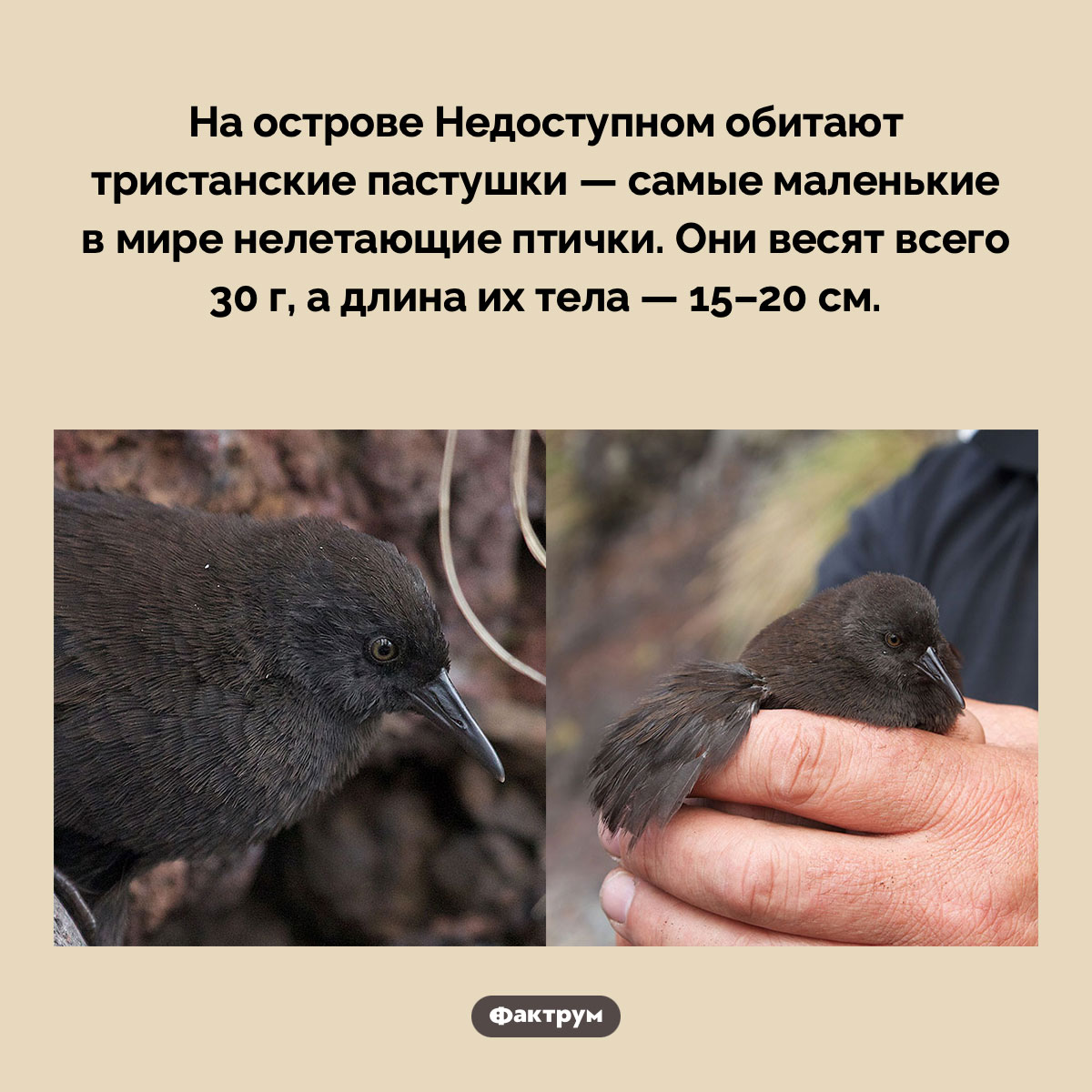 Самые маленькие нелетающие птицы - свежие новости на Toplenta по теме Факт