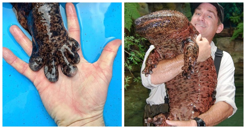 Чудо из Азии: 7 интересных фактов о японской исполинской саламандре - свежие новости на Toplenta по теме урал