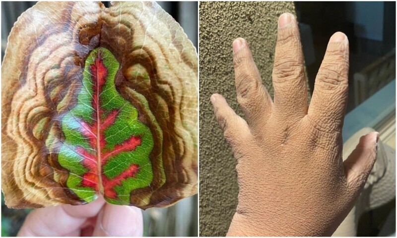 33 любопытных и редких находки, которыми люди поделились в сети - свежие новости на Toplenta по теме ахо