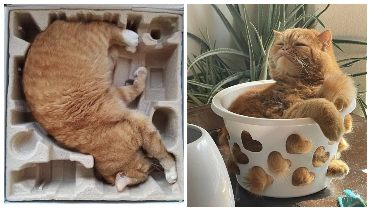 Коты могут сидеть, где угодно и как угодно. Вот 22 доказательства - свежие новости на Toplenta по теме По