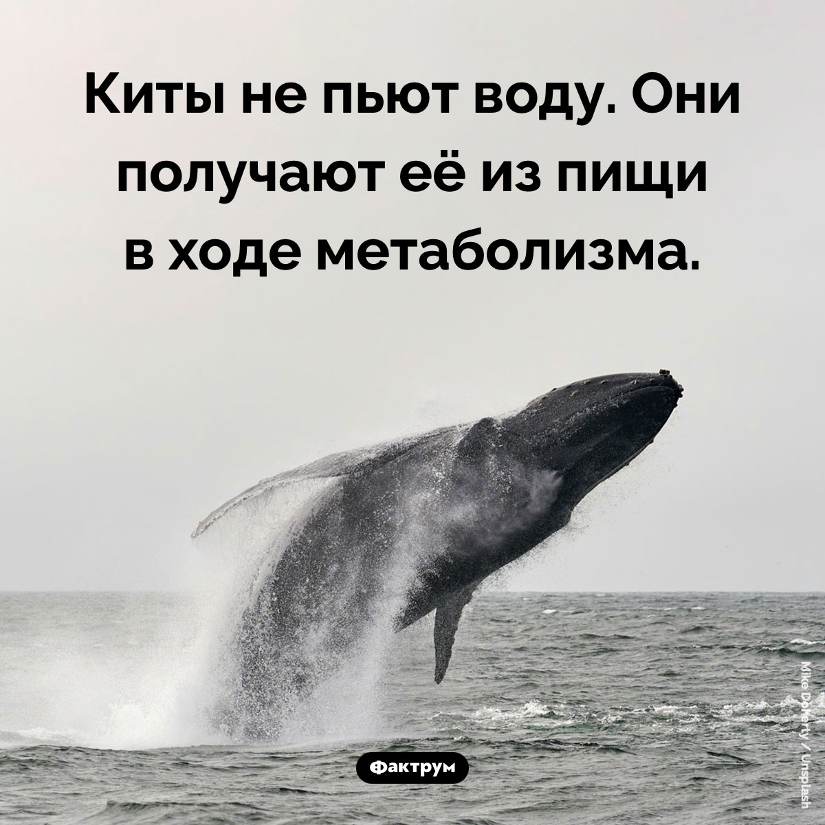 Киты не пьют воду - свежие новости на Toplenta по теме Киты