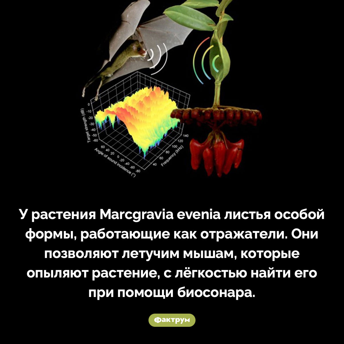 Удивительные листья Marcgravia evenia - свежие новости на Toplenta по теме Рукокрылые