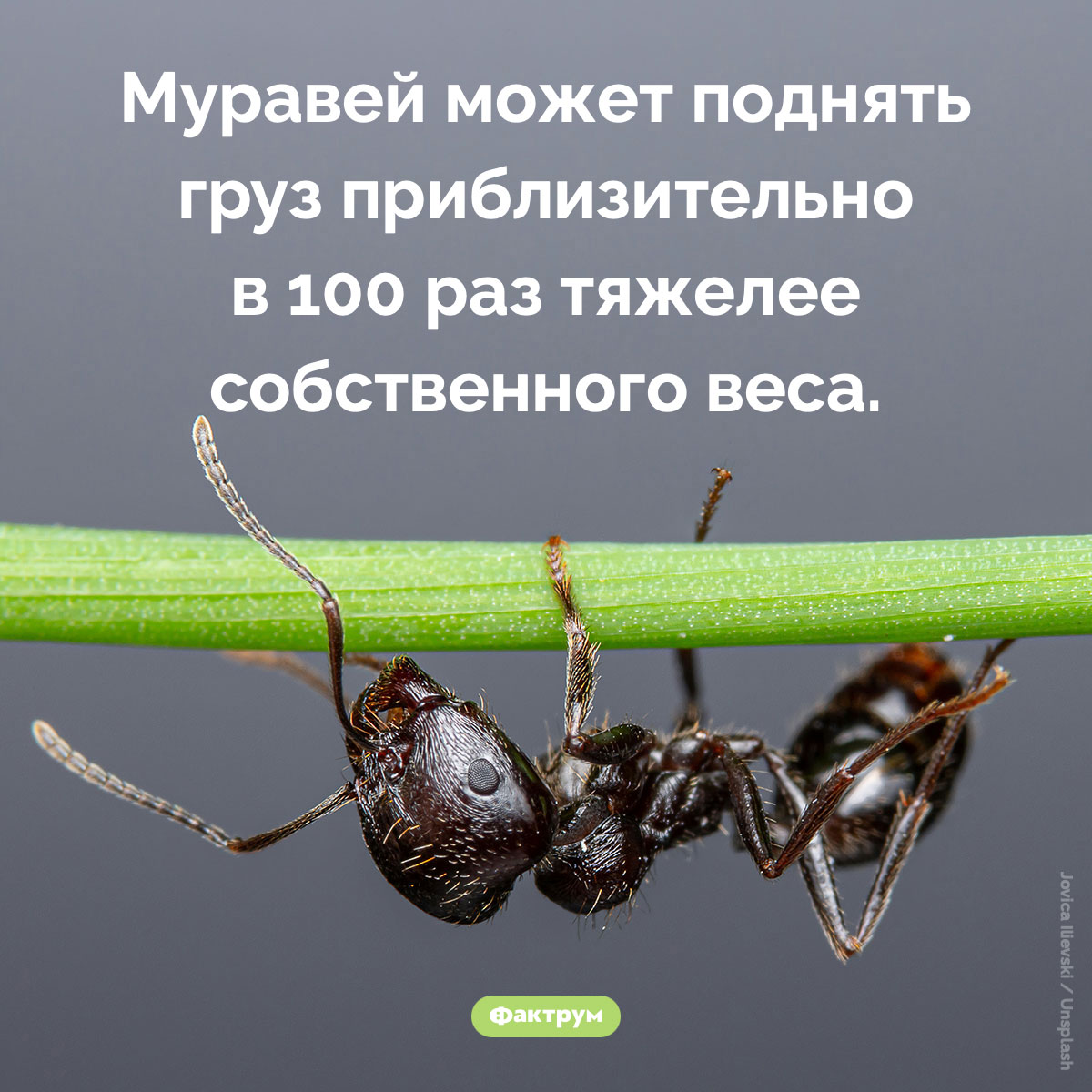 Муравей может поднять груз приблизительно в 100 раз тяжелее собственного веса - свежие новости на Toplenta по теме Факты в картинках