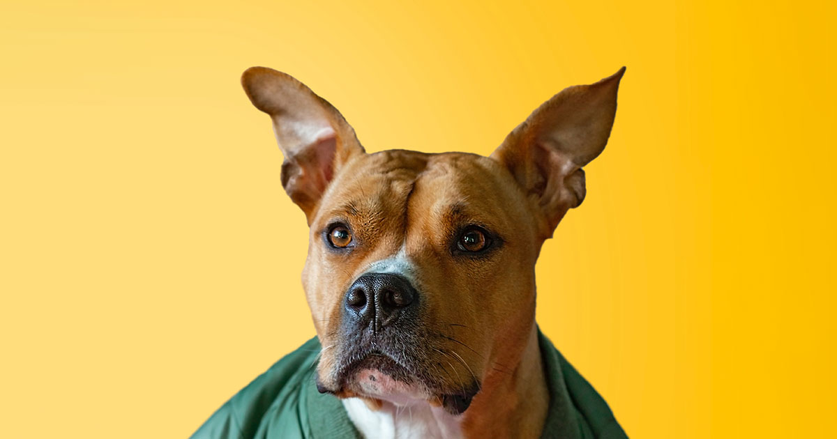 Собачья морда выглядит «человечно» благодаря особым мимическим мышцам, развившимся после одомашнивания - свежие новости на Toplenta по теме Наук