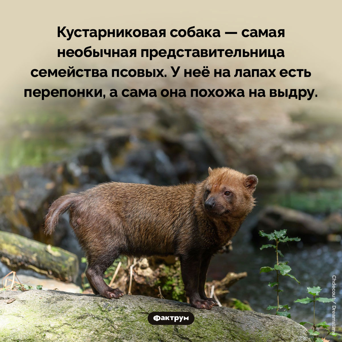 Кустарниковая собака — самая необычная представительница семейства псовых - свежие новости на Toplenta по теме Факты в картинках