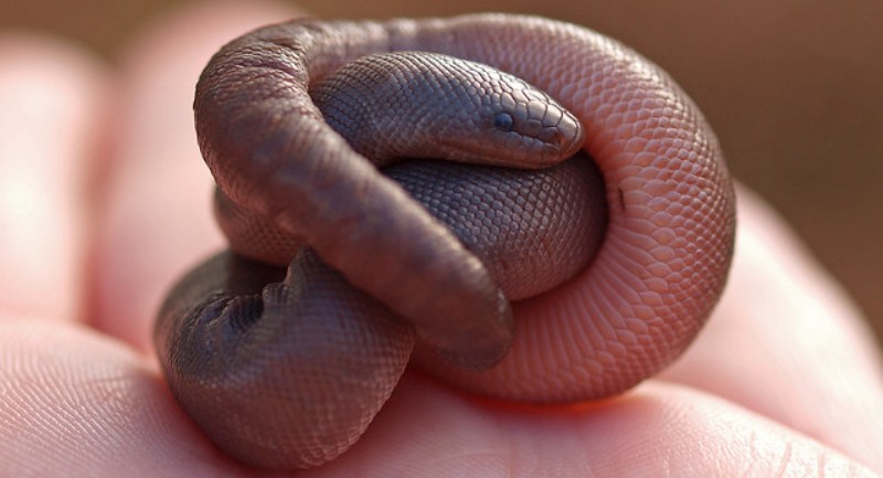 Резиновые змеи — удивительные рептилии, которыми лечат боязнь змей - свежие новости на Toplenta по теме апи