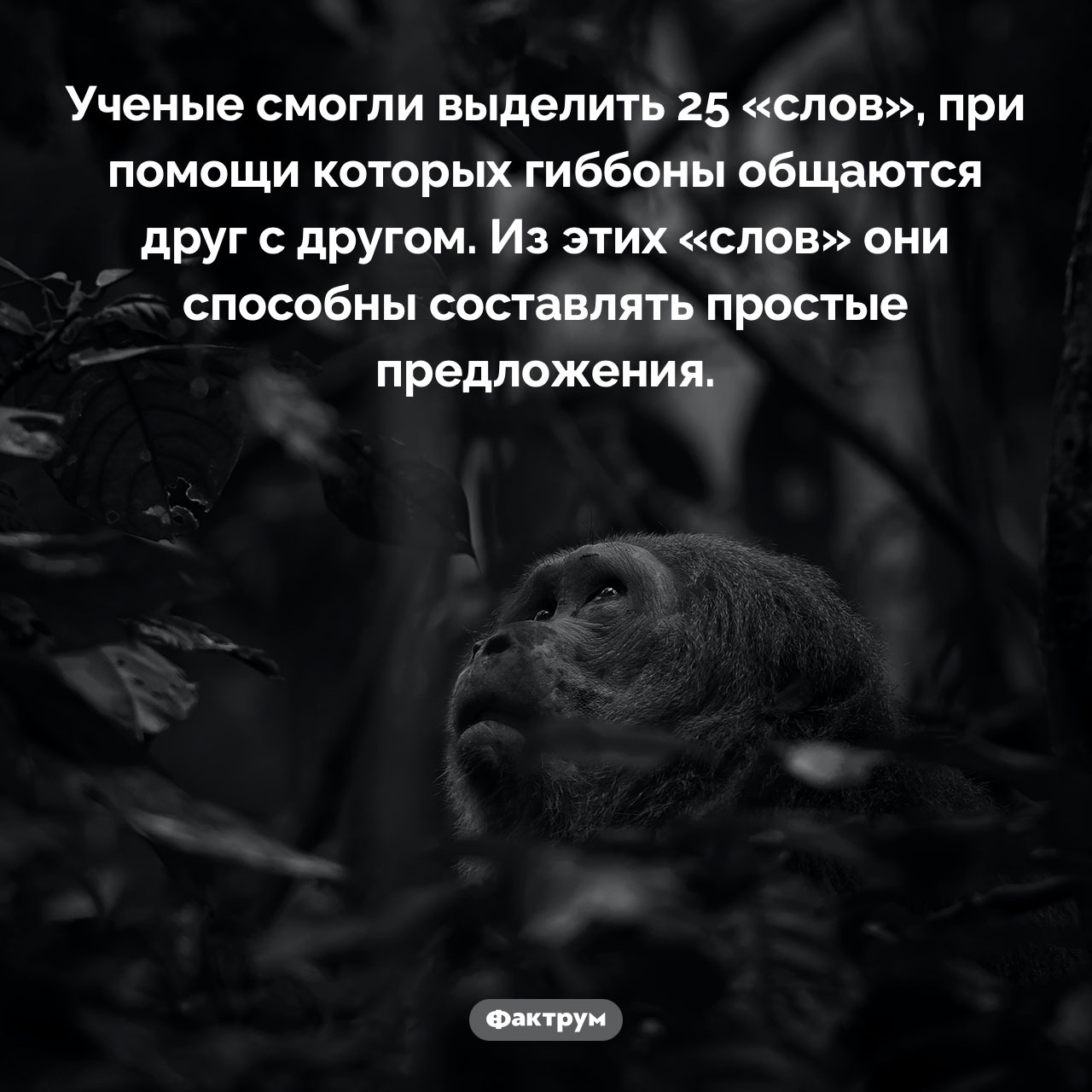 Язык гиббонов - свежие новости на Toplenta по теме Обезьян