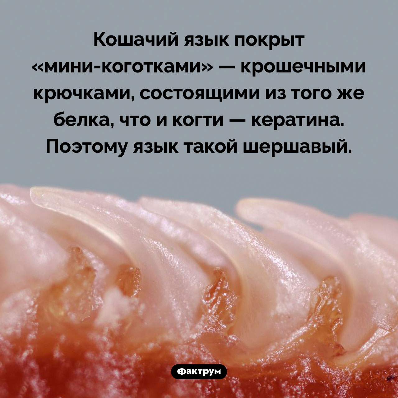 Особенность кошачьего языка - свежие новости на Toplenta по теме Домашние