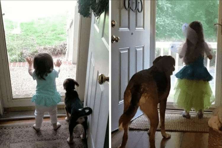 Как изменились собаки и их хозяева спустя года - свежие новости на Toplenta по теме животные