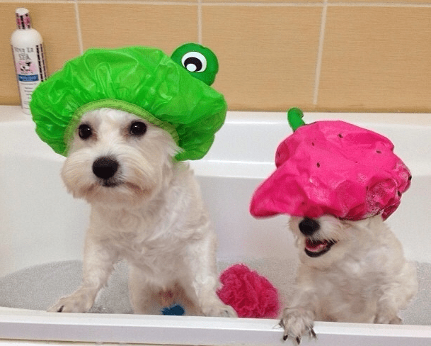 21 лайфхак для владельцев домашних животных - свежие новости на Toplenta по теме По