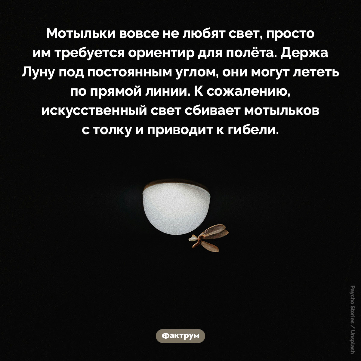 Мотыльки не любят свет - свежие новости на Toplenta по теме Факты в картинках