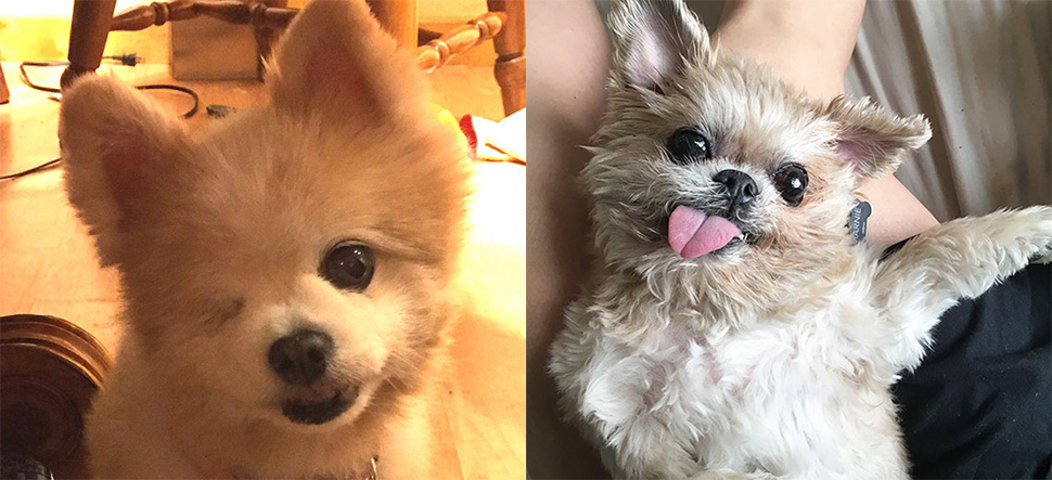 Счастье старых собак, которых взяли с улицы - свежие новости на Toplenta по теме Таро