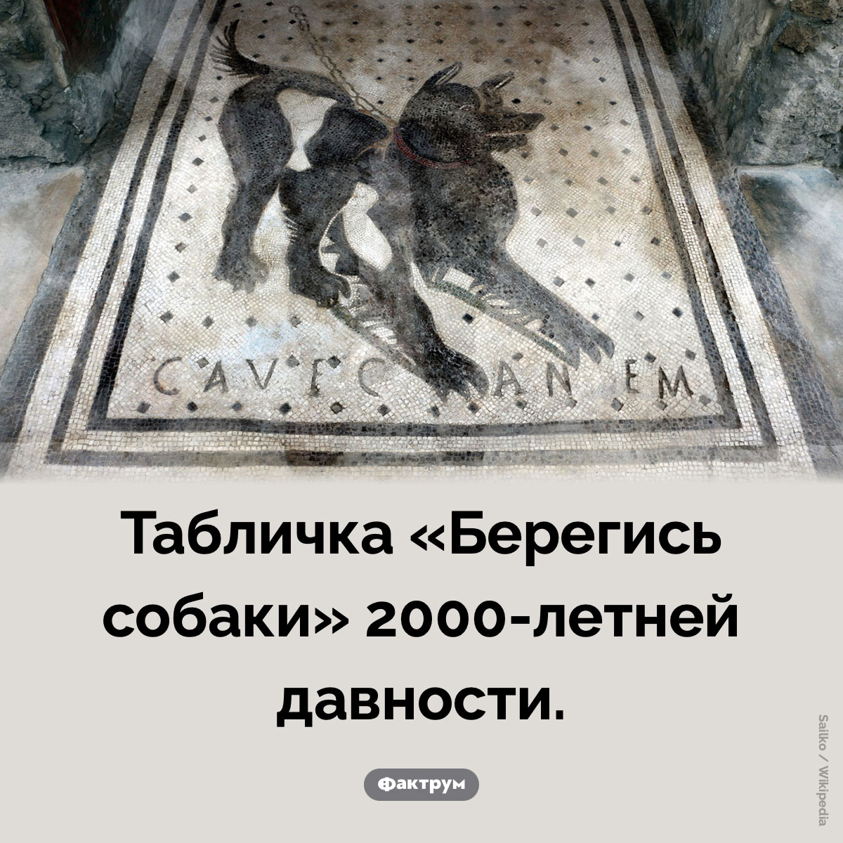 «Берегись собаки» - свежие новости на Toplenta по теме Наук