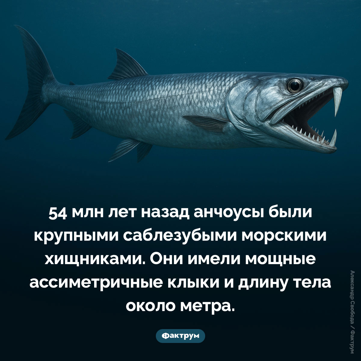 Саблезубые анчоусы - свежие новости на Toplenta по теме Наук