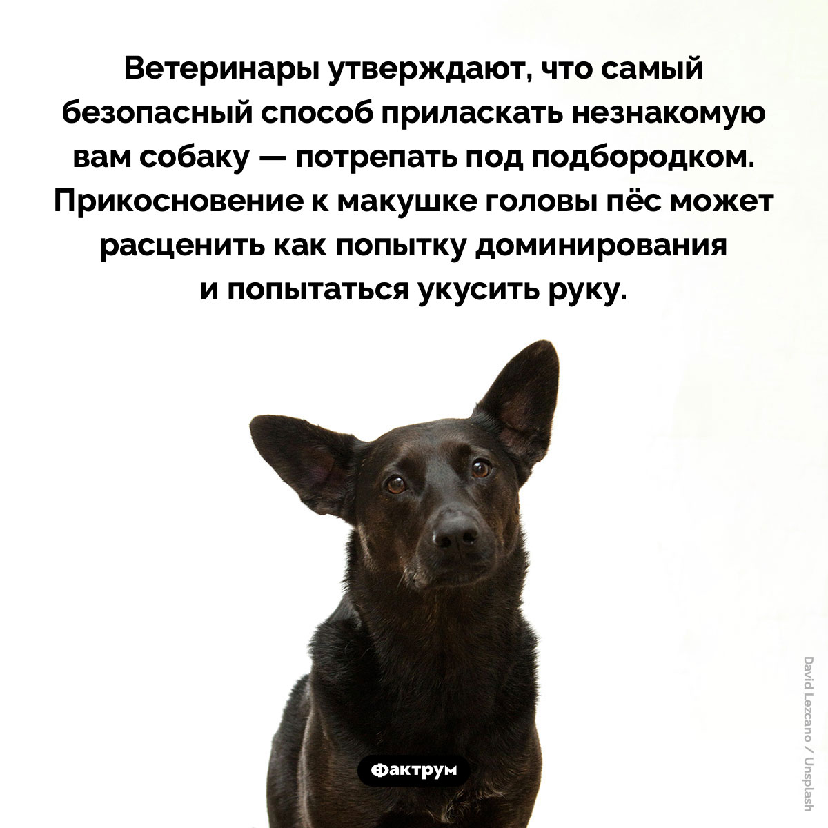 Самый безопасный способ приласкать незнакомую собаку - свежие новости на Toplenta по теме Факты в картинках