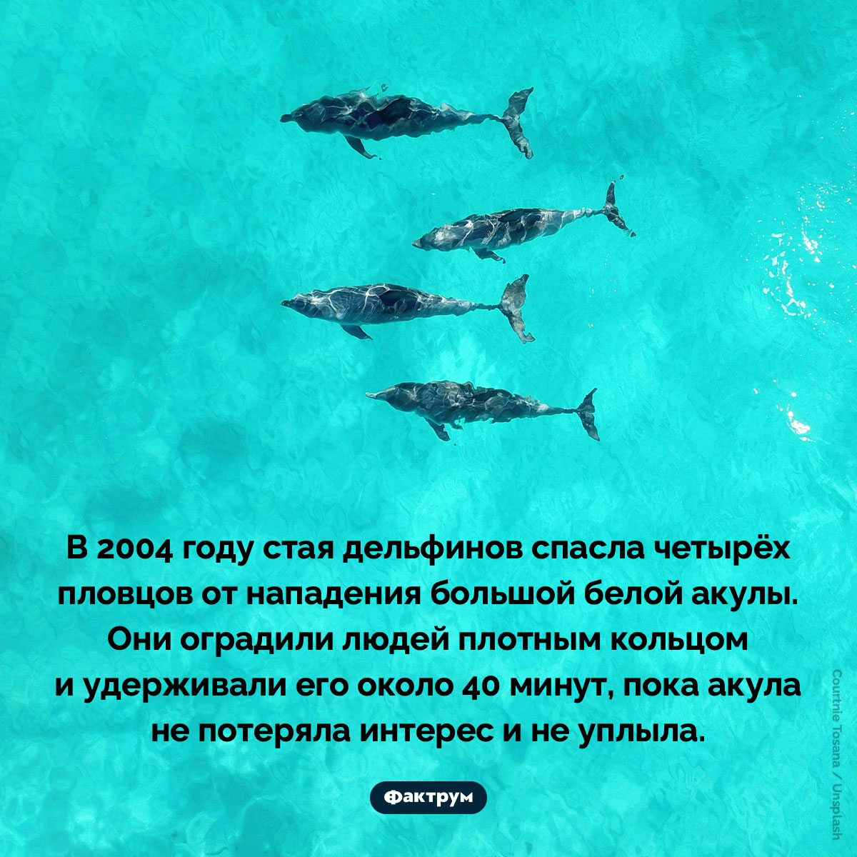 Дельфины могут спасать людей по собственной инициативе - свежие новости на Toplenta по теме 25.06.2023
