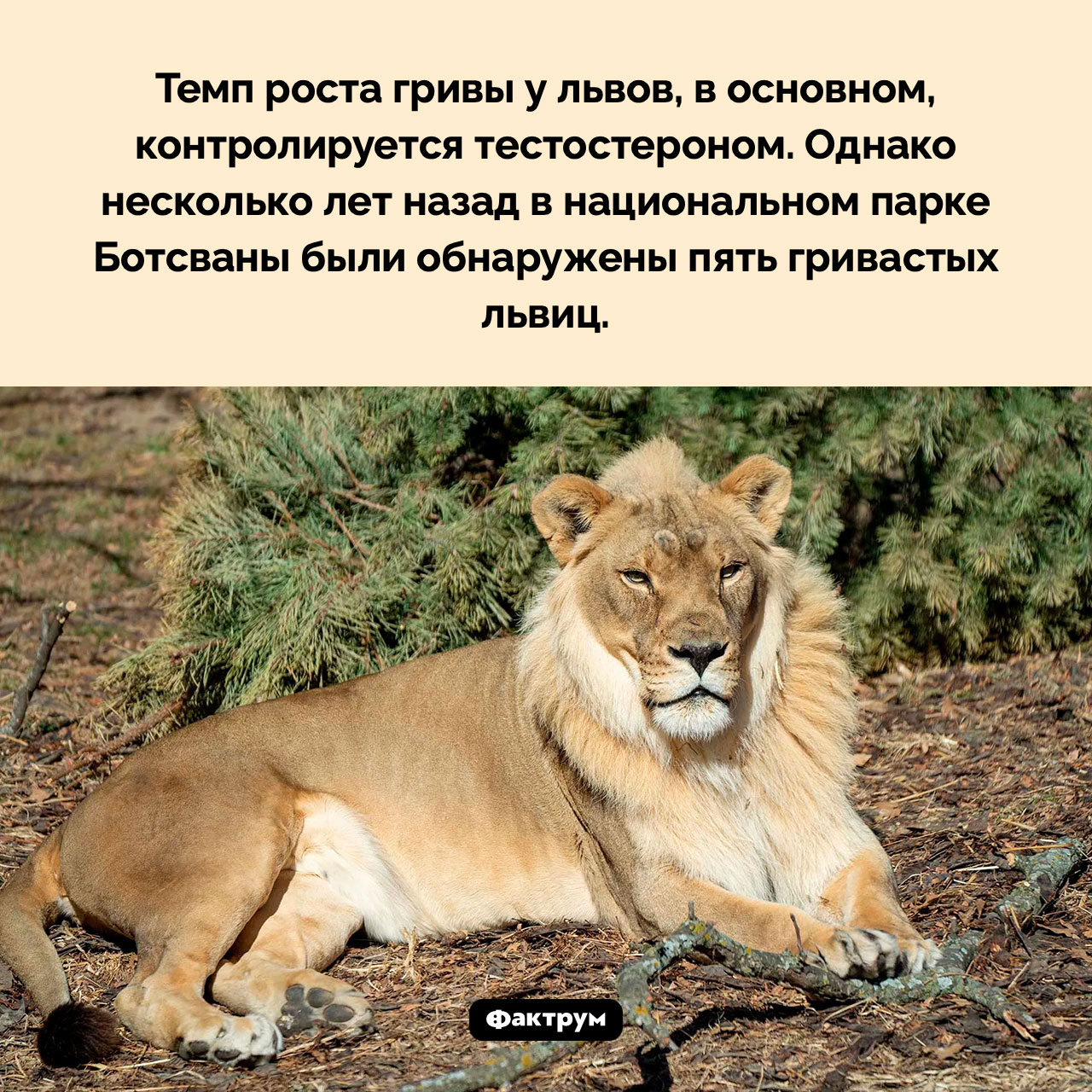 Гривастые львицы - свежие новости на Toplenta по теме Факт