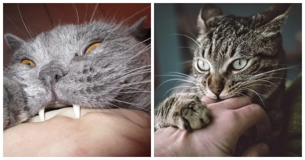 Котики кусают, а мы умиляемся: 20 эпичных кусь-моментов - свежие новости на Toplenta по теме Домашние
