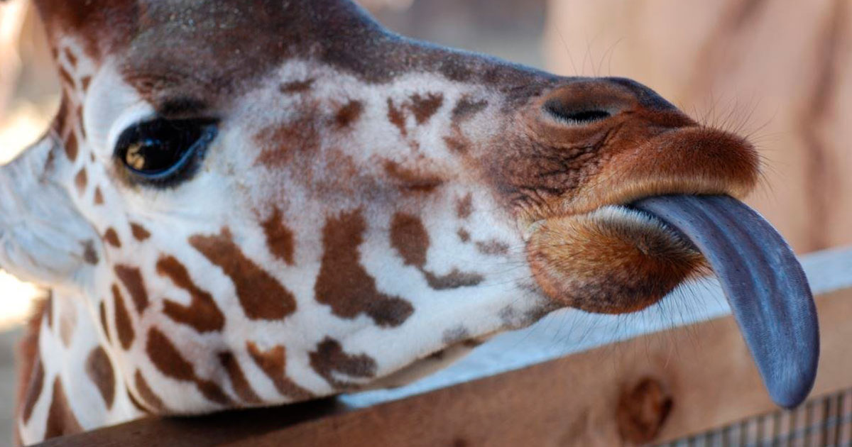 Язык жирафа синий от загара - похожая новость на Toplenta
