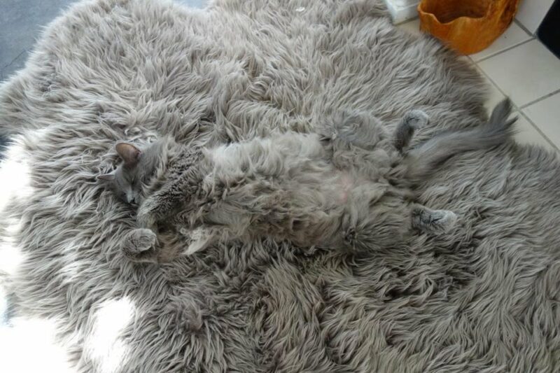 22 фото животных, которые в совершенстве освоили искусство маскировки - свежие новости на Toplenta по теме По