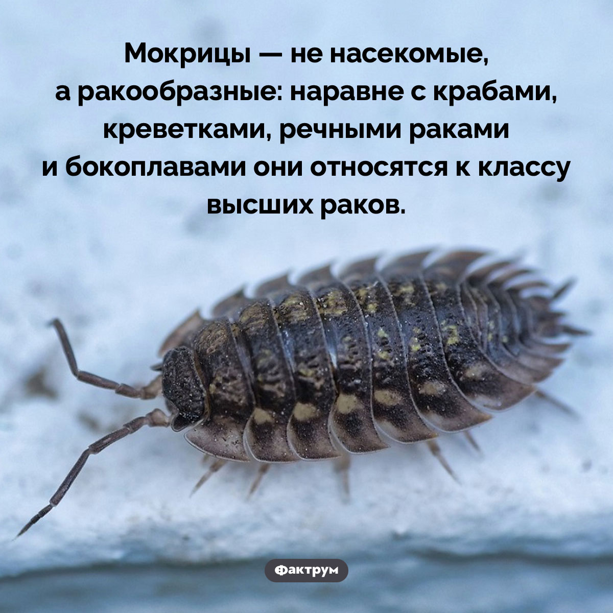 Мокрицы — не насекомые - свежие новости на Toplenta по теме оо