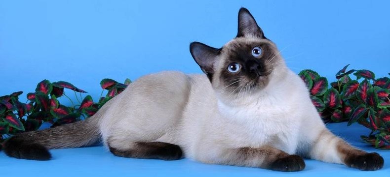 Пропал кот... Но!.. - похожая новость на Toplenta