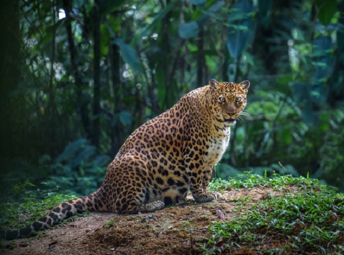 Брюшко домиком: бесконечная милота беременных животных - свежие новости на Toplenta по теме Здоров