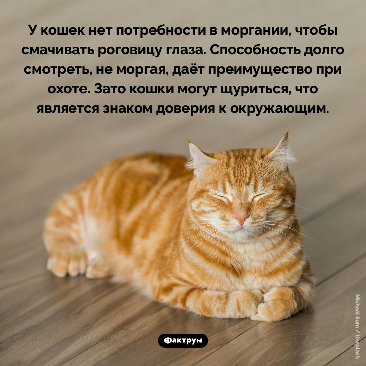 У кошек нет потребности в моргании - похожая новость на Toplenta