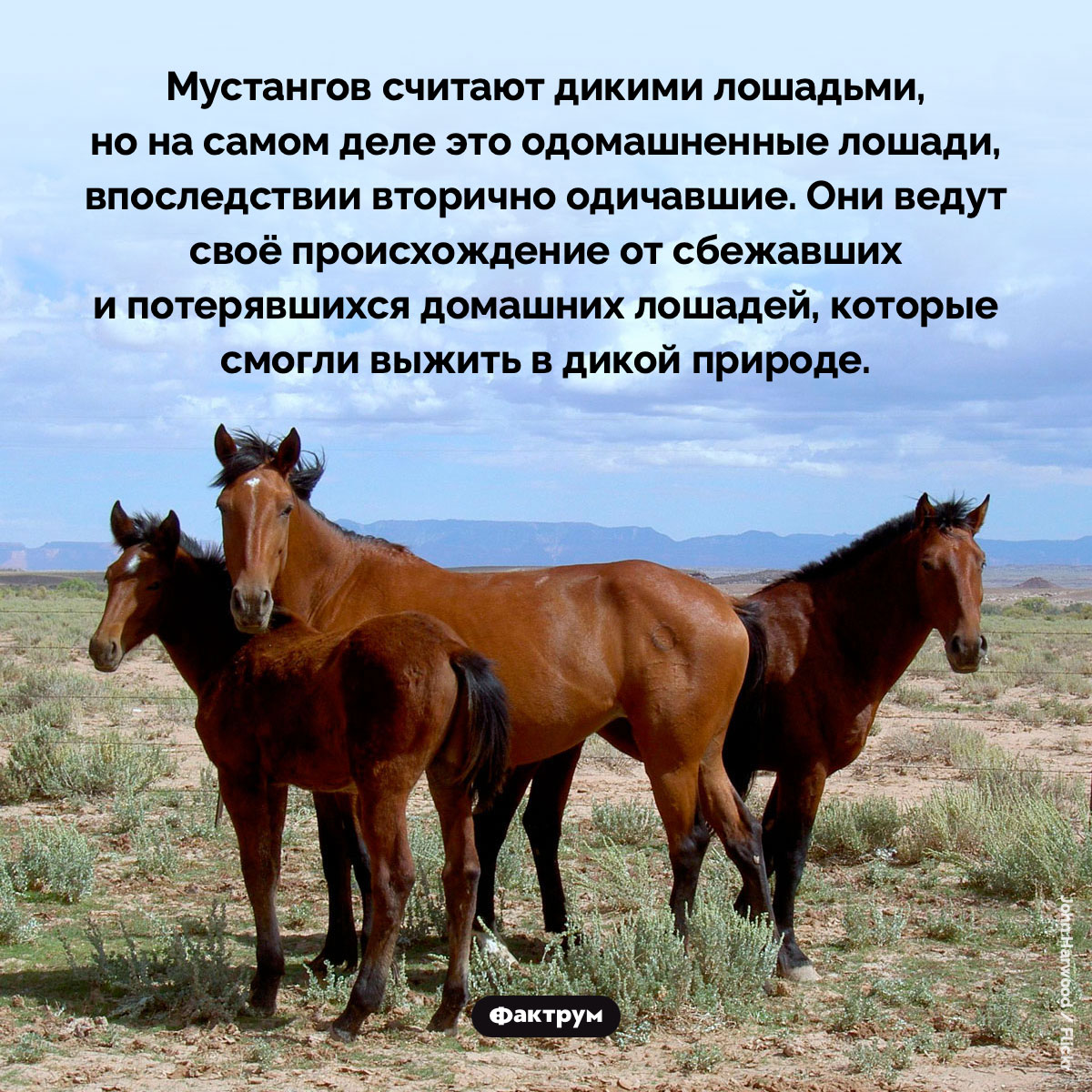Мустанги вторично одичавшие - свежие новости на Toplenta по теме лошади