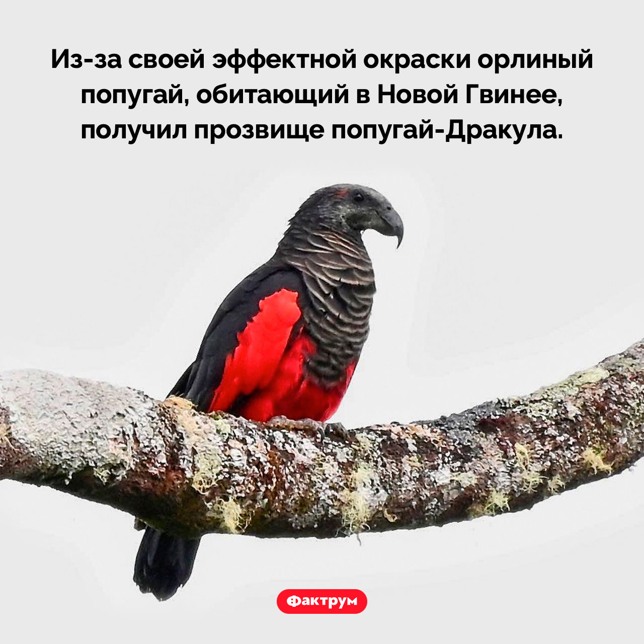 Попугай-Дракула - свежие новости на Toplenta по теме 01.03.2024