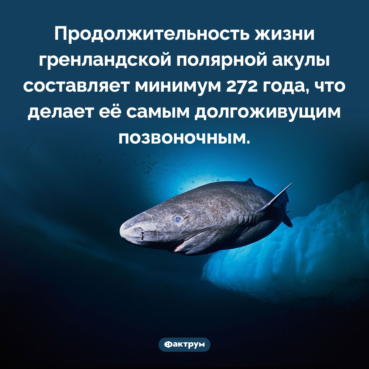 Акула-долгожитель - свежие новости на Toplenta по теме Факты в картинках