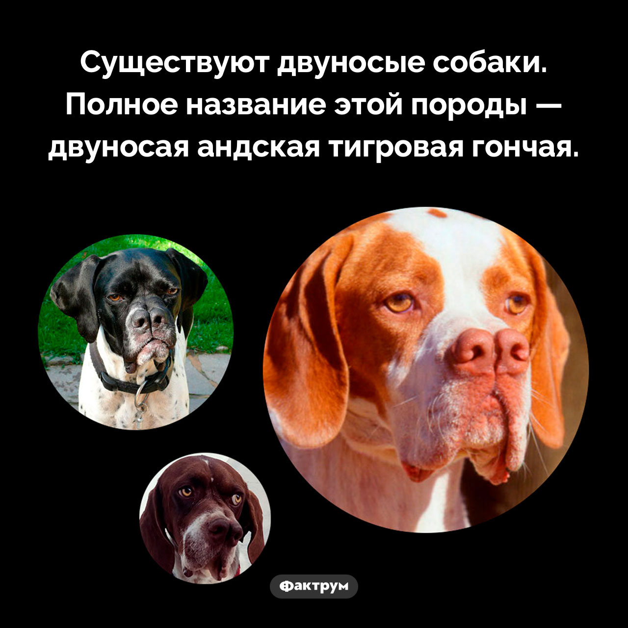 Двуносые собаки - свежие новости на Toplenta по теме 01.03.2024