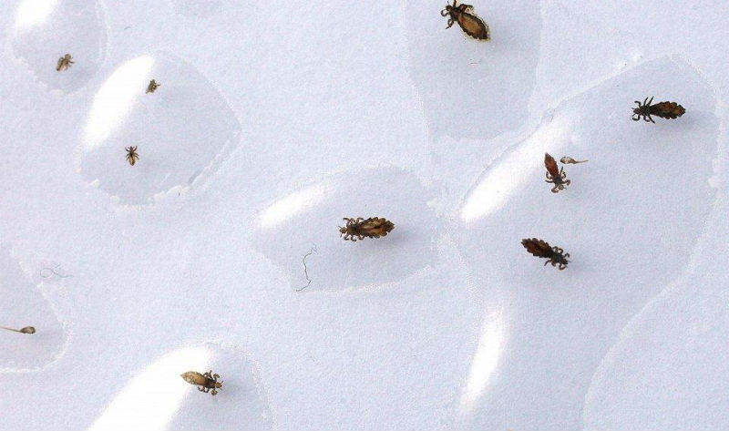 25 самых опасных насекомых на планете - похожая новость на Toplenta