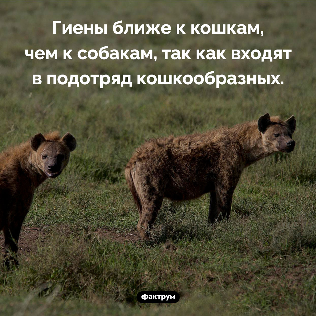 Гиены — кошкообразные - свежие новости на Toplenta по теме Факты в картинках