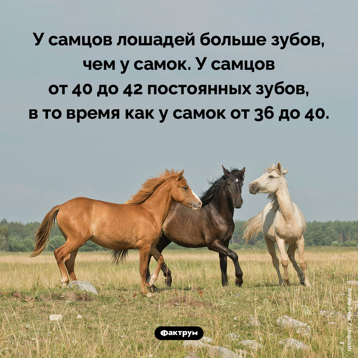 У самцов лошадей больше зубов, чем у самок - свежие новости на Toplenta по теме лошади