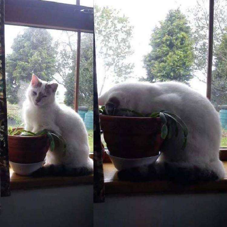 Смешные кошки, которые ведут себя очень глупо на потеху хозяевам – 20 фото - свежие новости на Toplenta по теме животные