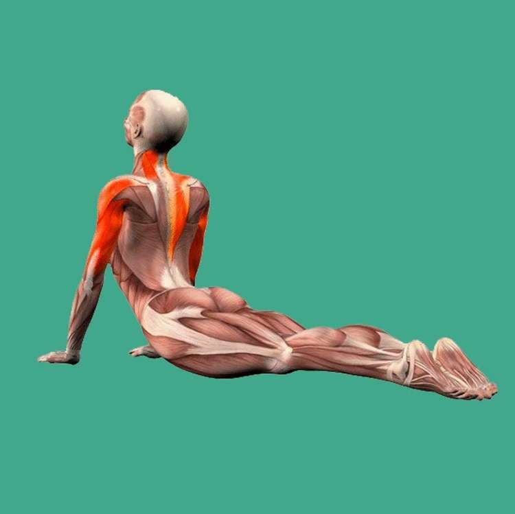 Четыре упражнения, которые нормализуют кровообращение - свежие новости на Toplenta по теме Медицина и Здоровье  /  Соцпортал