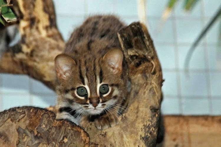 Родилась пара ржавых и очень милых котят, пожалуй, самые редкие в мире! - свежие новости на Toplenta по теме животные
