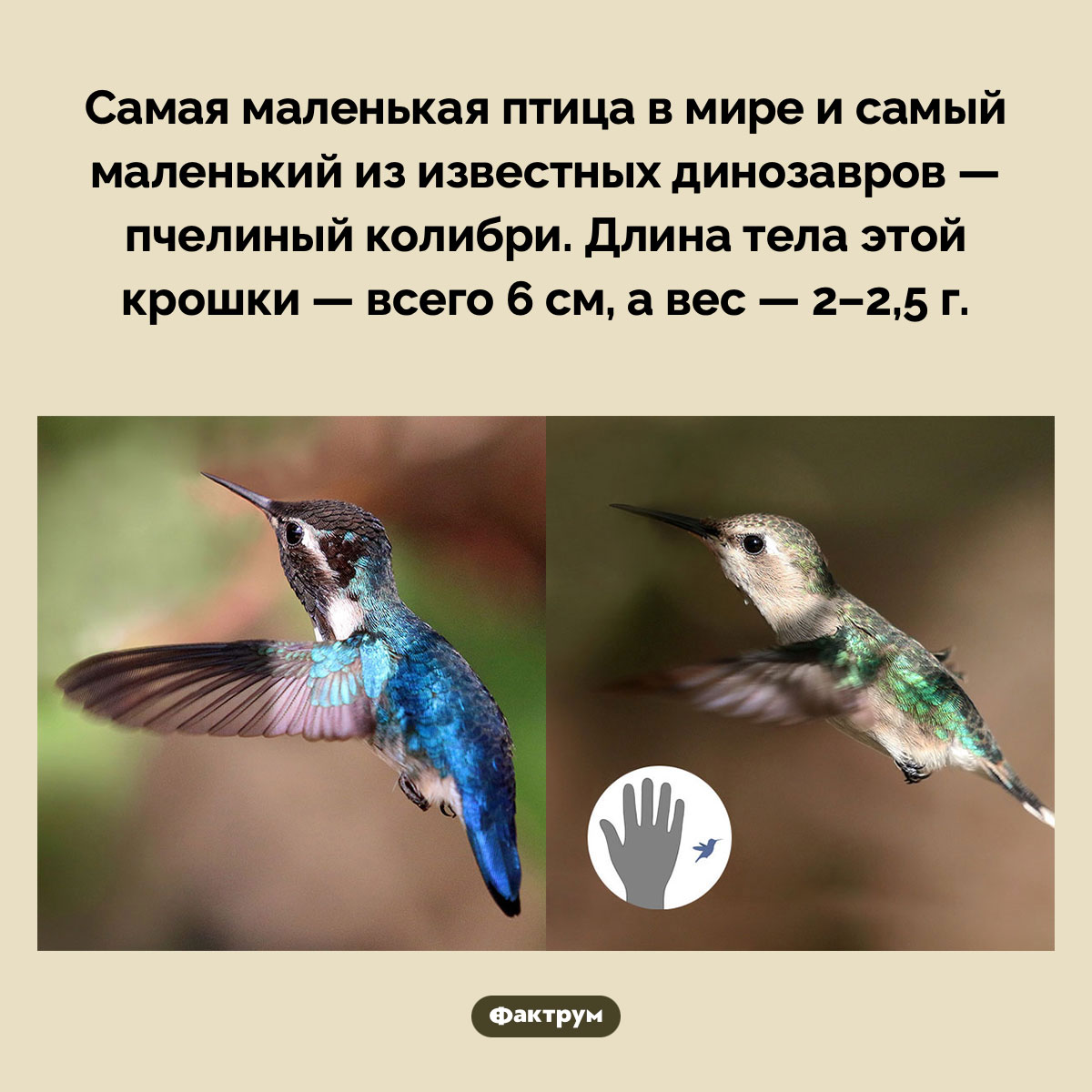 Самый маленький из известных динозавров - свежие новости на Toplenta по теме Наук