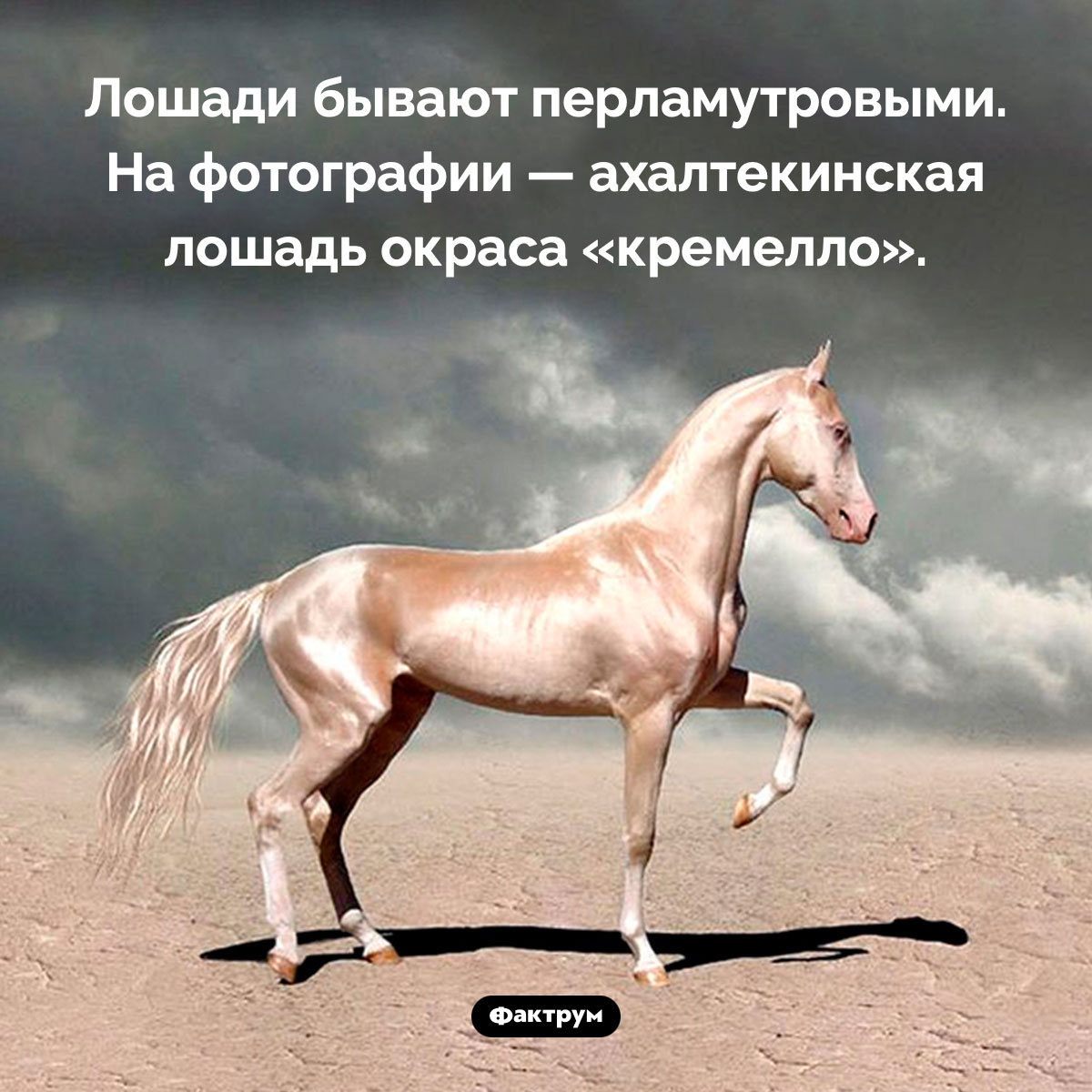 Перламутровые лошади - свежие новости на Toplenta по теме лошади